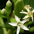 Lumnitzera racemosa (White-flowered Black Mangrove) ヒルギモドキ in Aeroglen Cairns<br />Canon KDX (400D) + EFS60 F2.8 + SPEEDLITE 380EX